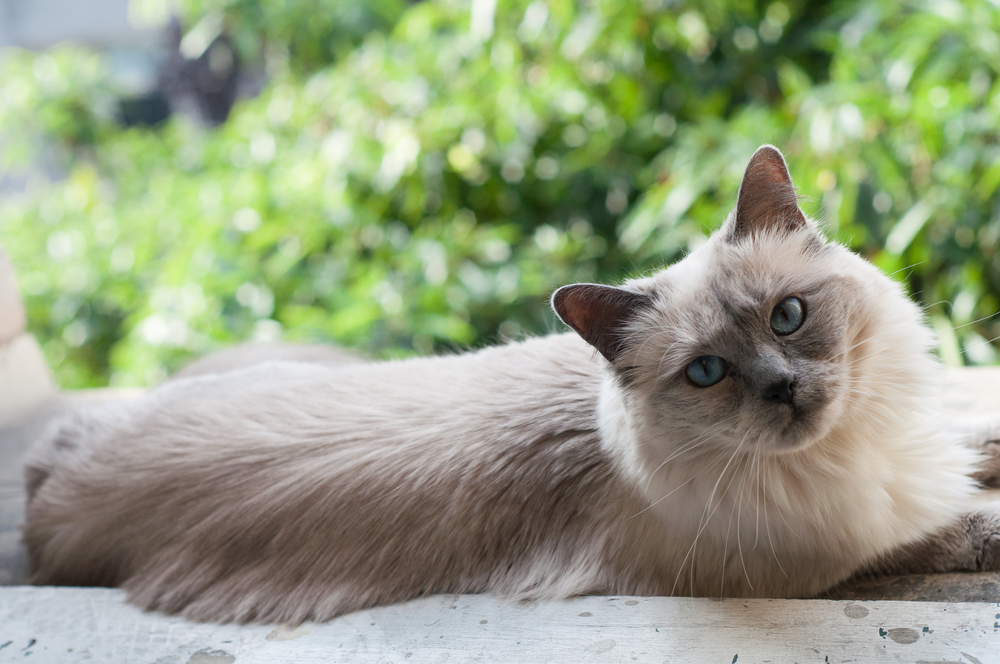 Ragamese Cat: What To Expect From A Ragdoll Siamese Mix?