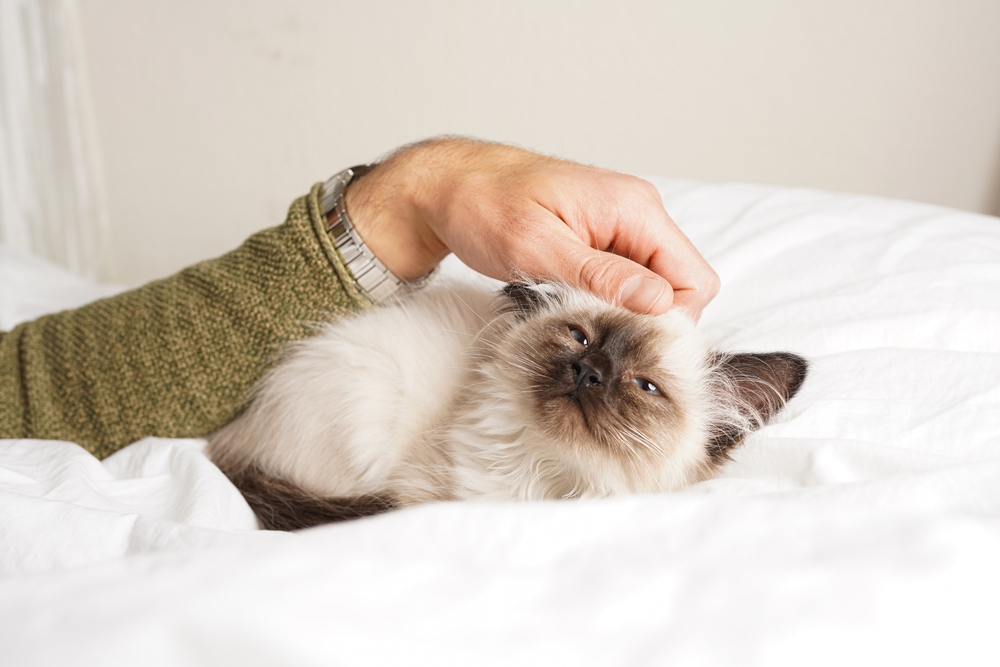 Ragamese Cat: What To Expect From A Ragdoll Siamese Mix?