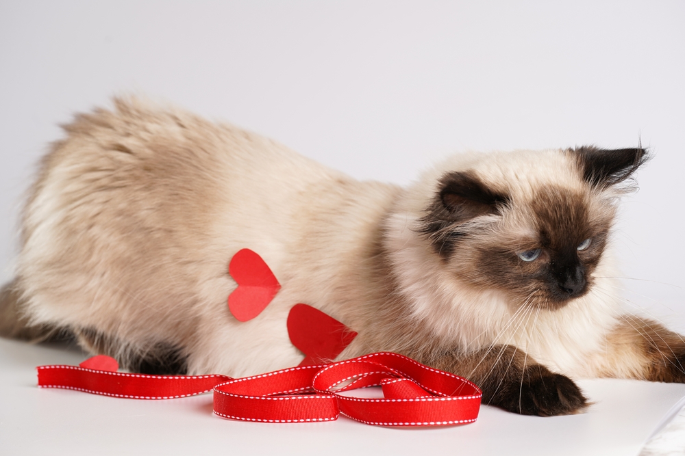 Ragamese Cat: What To Expect From A Ragdoll Siamese Mix?