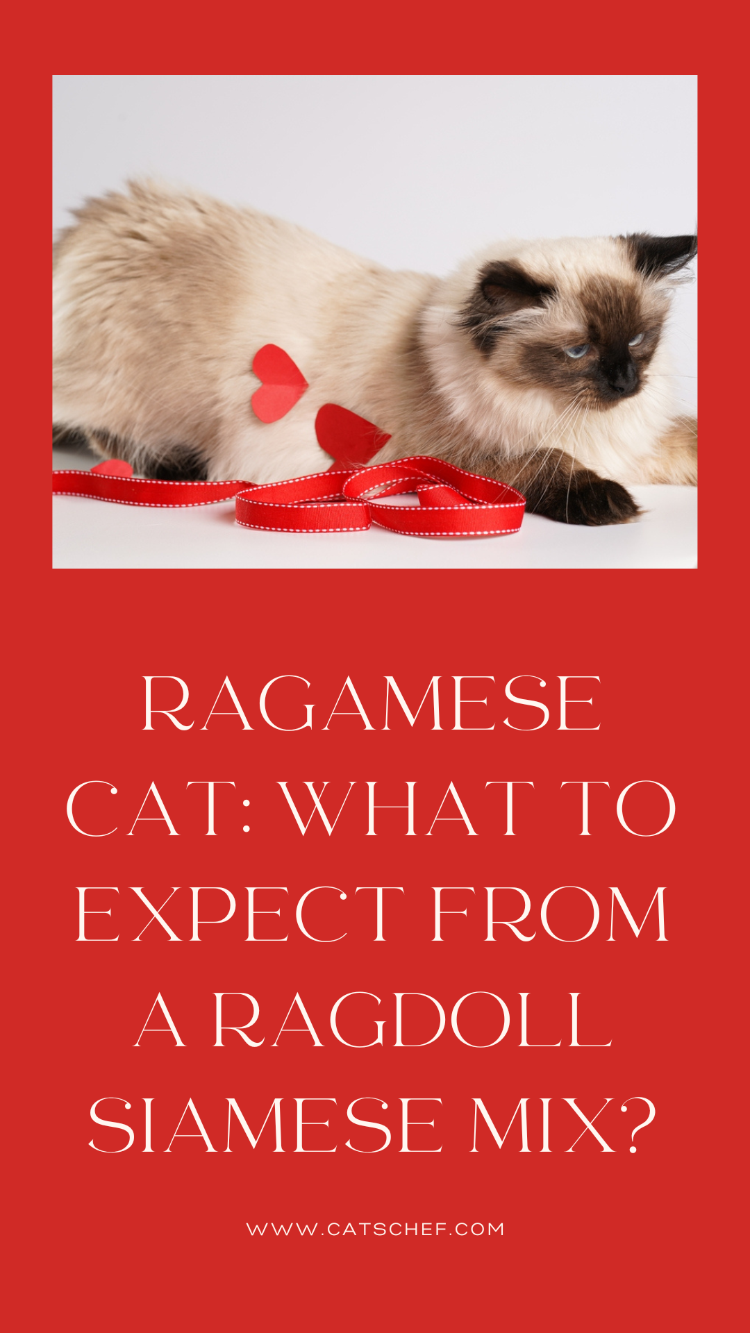 Ragamese Cat: What To Expect From A Ragdoll Siamese Mix?