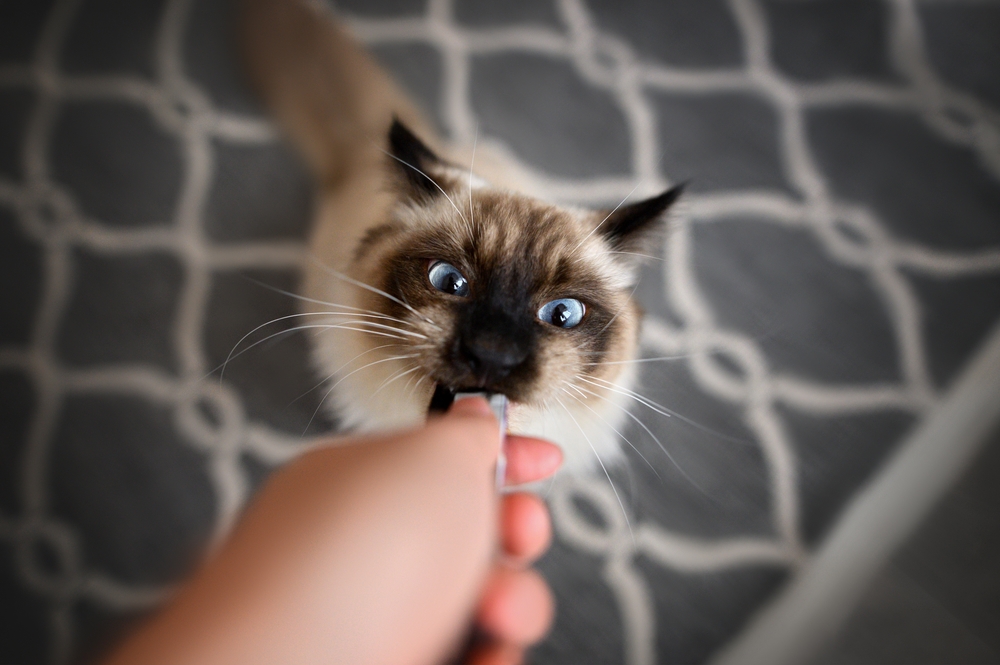 Ragdoll Kedi Maması: Ragdoll Beslemenin Nedenleri ve Nasılları