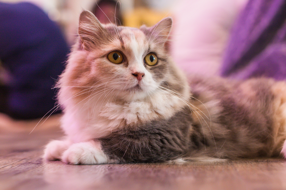Ragdoll Munchkin Kedi Sevimli ve Sarılgan Kedi Arkadaşınız