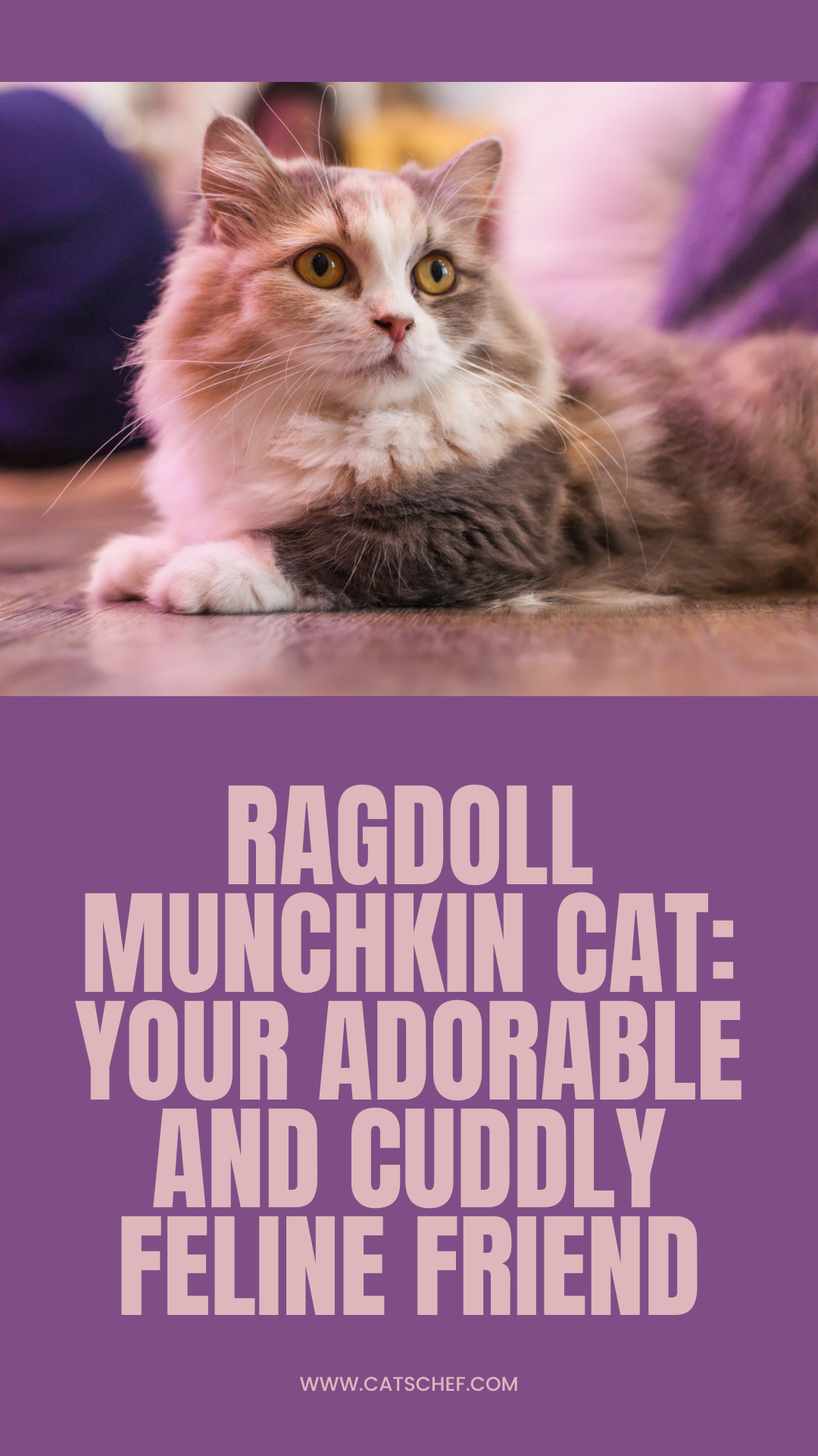 Ragdoll Munchkin Kedisi: Sevimli ve Sarılgan Kedi Arkadaşınız