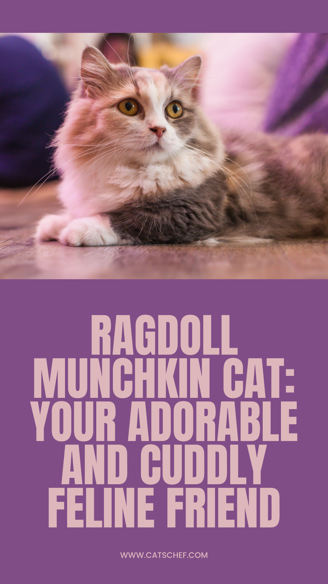 Ragdoll Munchkin Cat? {Exploring This Cat's Unique Characteristics} -  Floppycats™