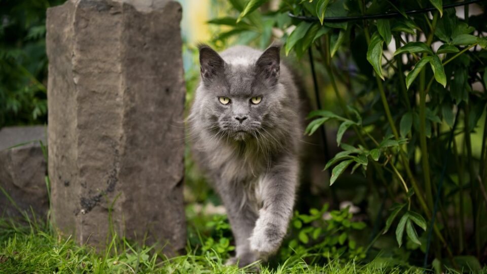 Russian Blue Maine Coon Mix The Purrfect Combination