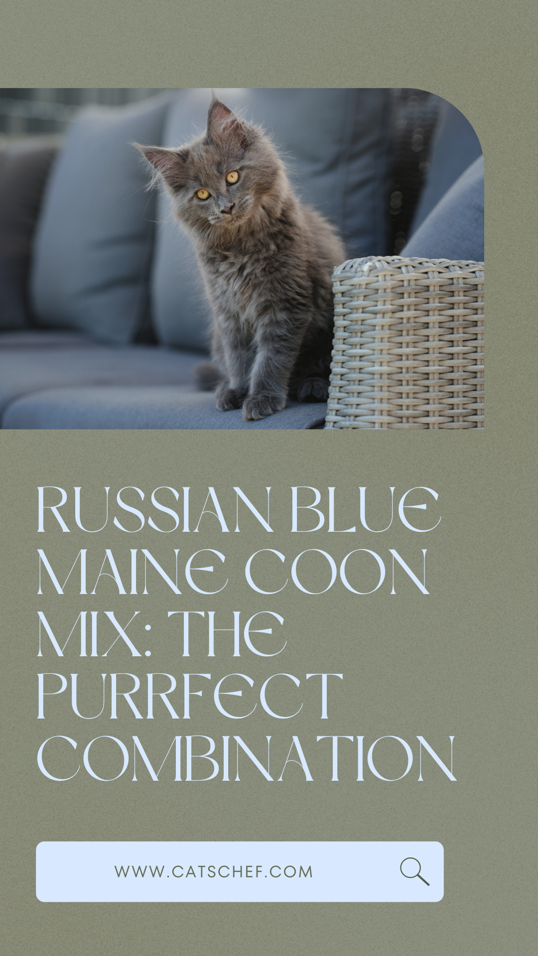Rus Mavisi Maine Coon Karışımı: Mükemmel Kombinasyon
