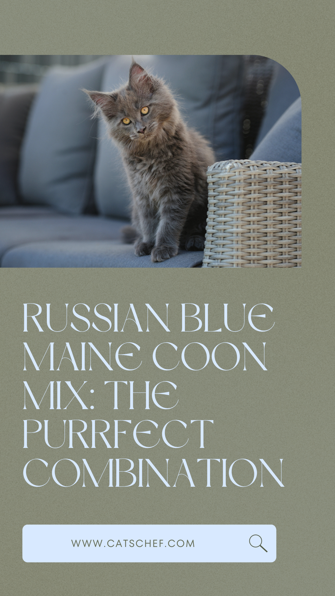 Russian Blue Maine Coon Mix: The Purrfect Combination