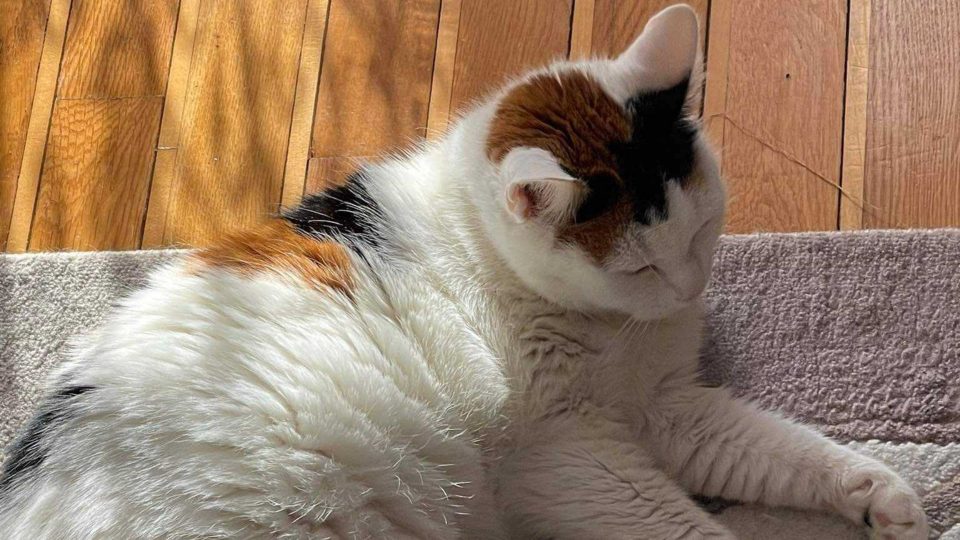 Sad Cat Belle Can't Stop Grieving After Her Sister Passed Away