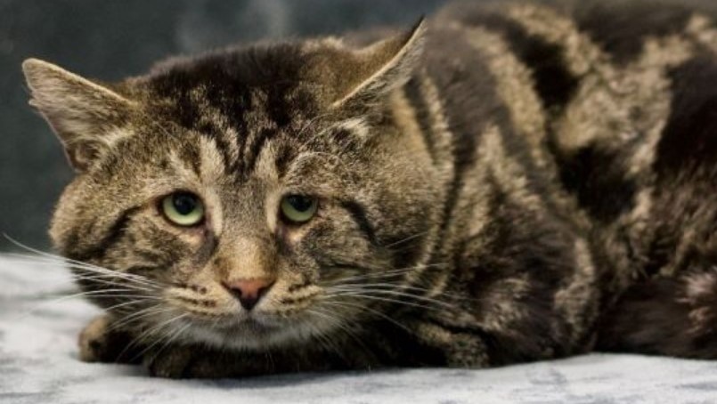 Sad Cat Fishtopher Finally Gets Adopted (Thanks To The Online Community)