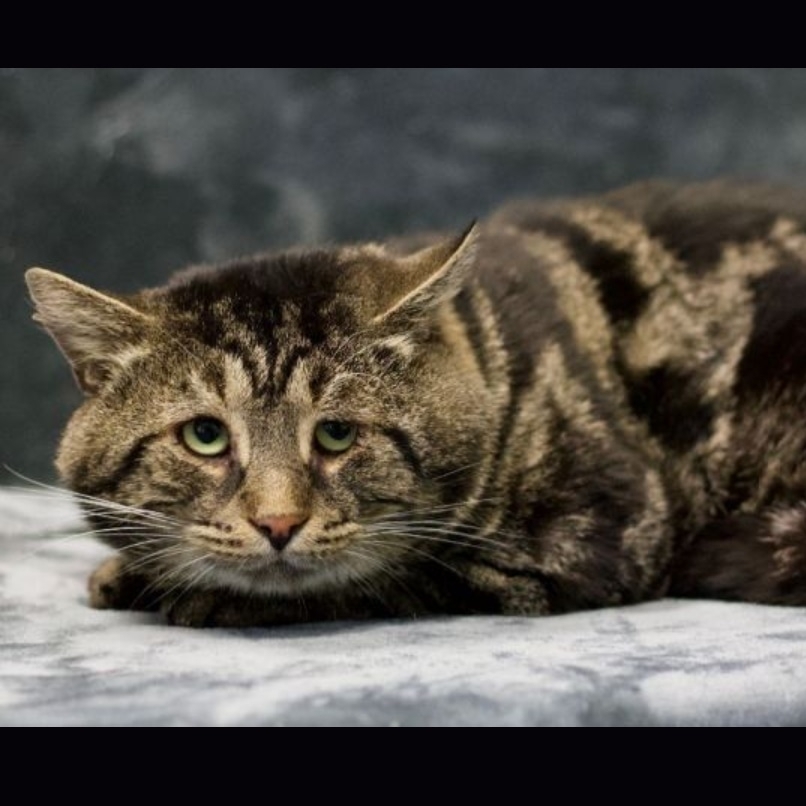Sad Cat Fishtopher Finally Gets Adopted (Thanks To The Online Community)