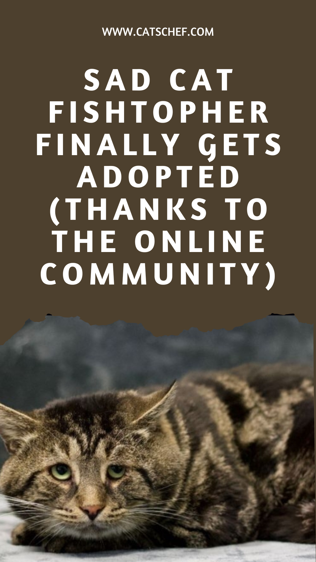 Sad Cat Fishtopher Finally Gets Adopted (Thanks To The Online Community)