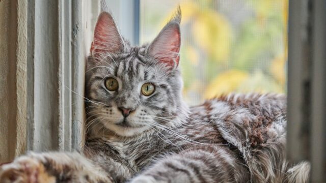 Silver Maine Coon