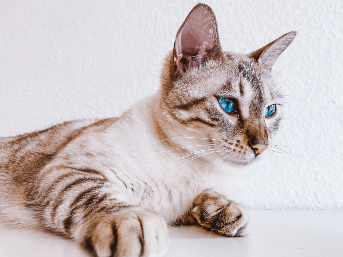 Snow Bengal Cat The Feline Ice Queen Of Your Dreams 