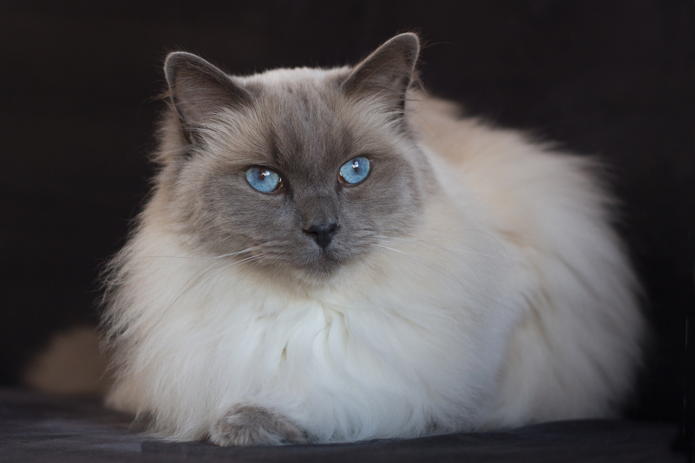 The Majestic Blue Point Ragdoll: Everything You Need To Know