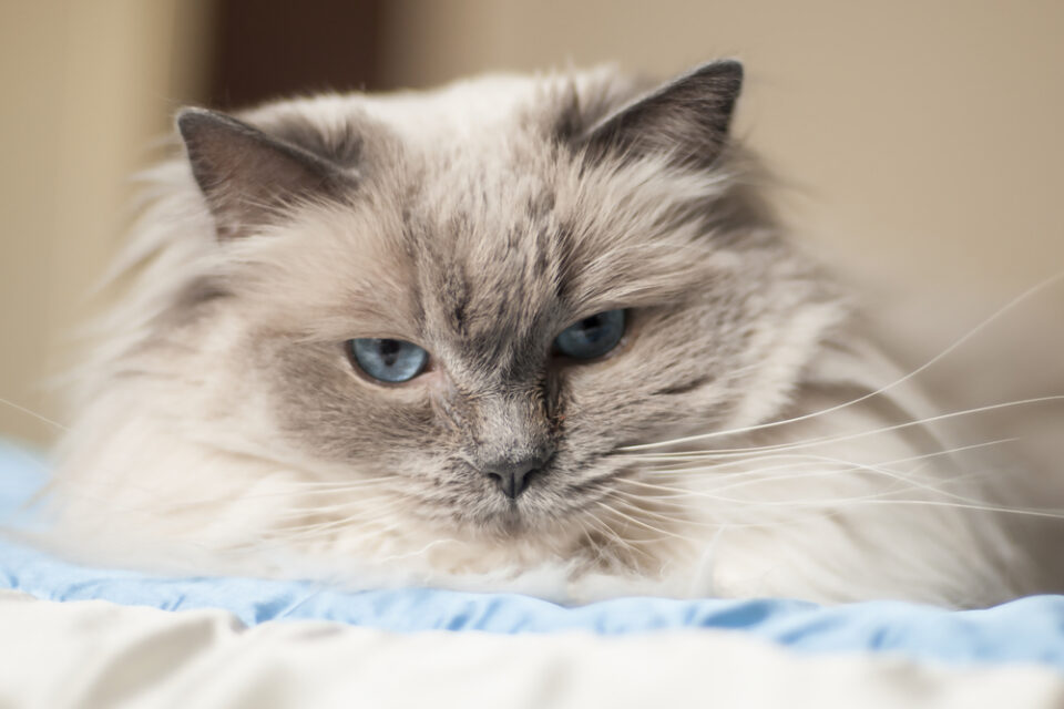 The Majestic Blue Point Ragdoll: Everything You Need To Know