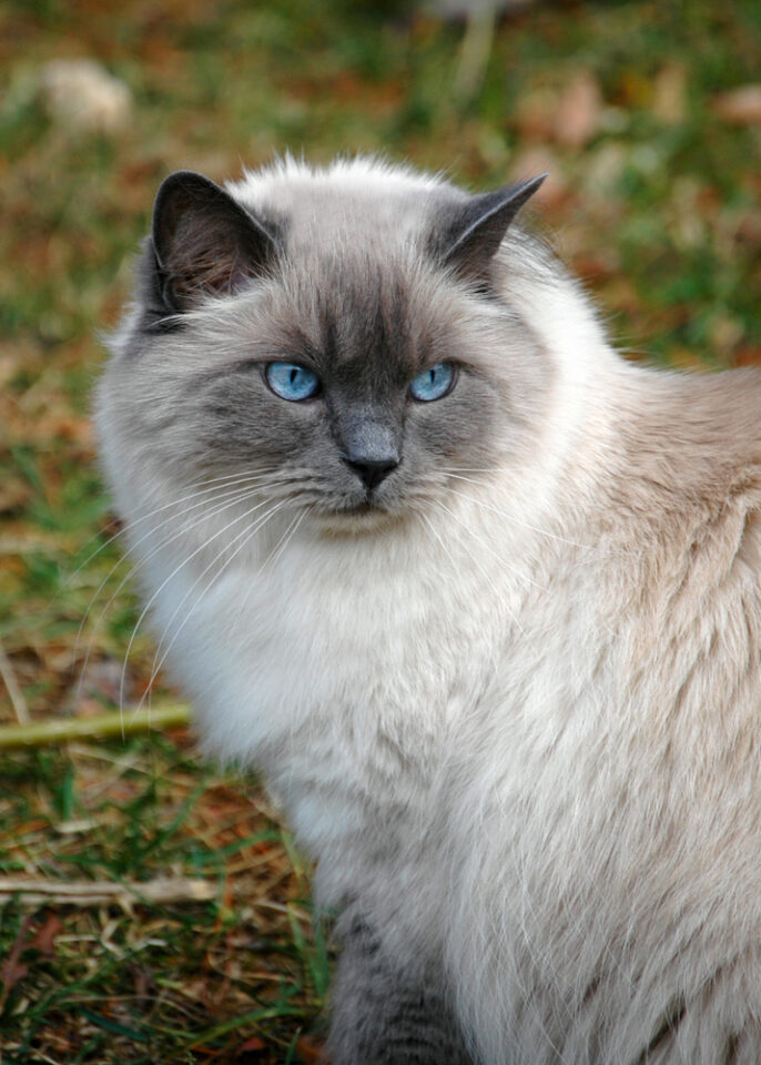 The Majestic Blue Point Ragdoll: Everything You Need To Know