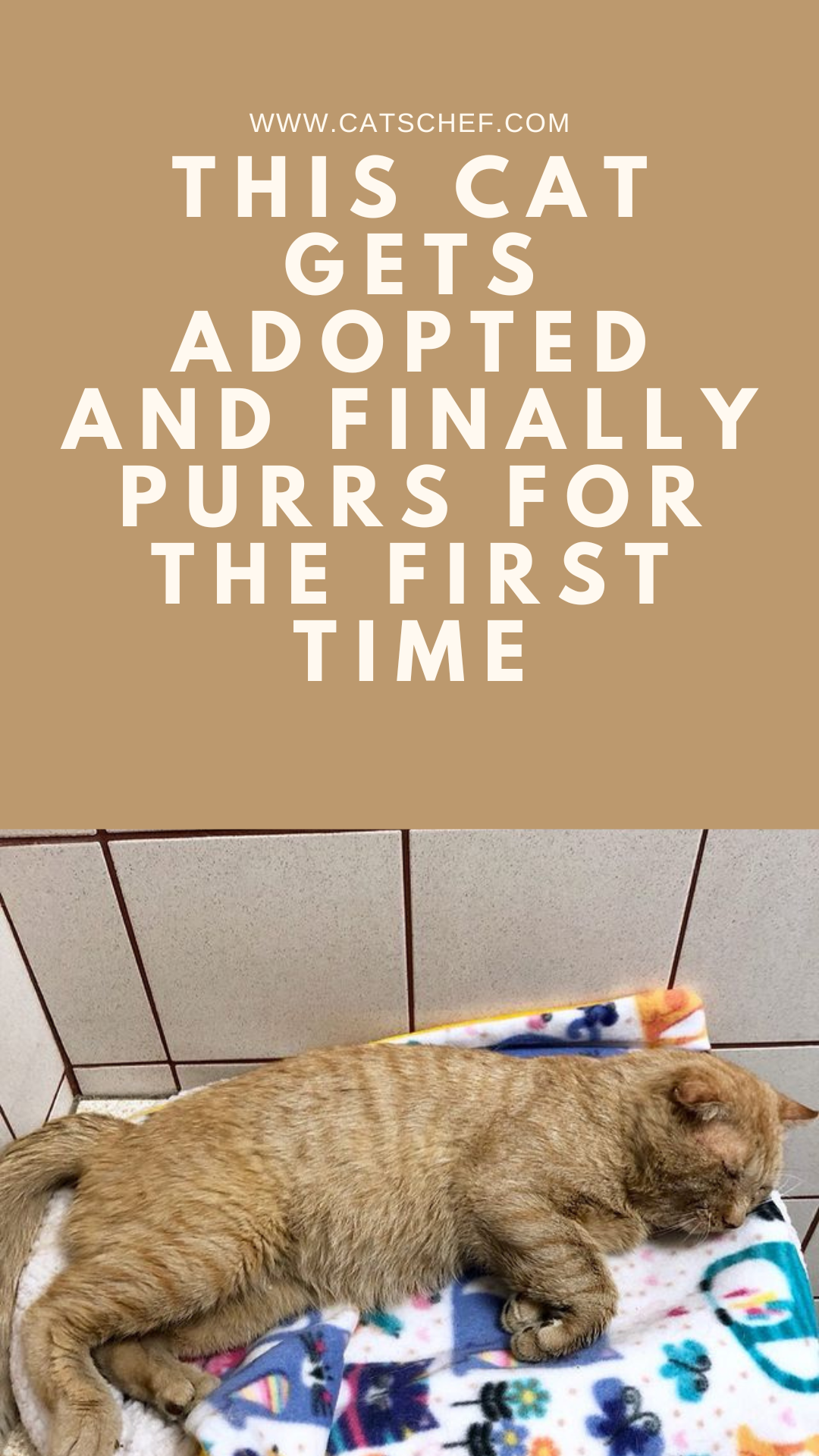 This Cat Gets Adopted And Finally Purrs For The First Time