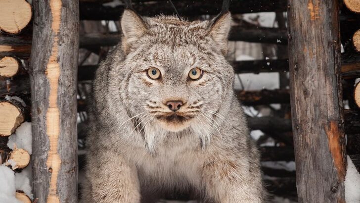 This Is The Canadian Lynx Cat And Its Size Will Shock You