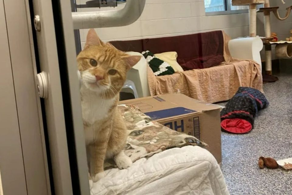 This Shelter Cat Won't Stop Waving To People Passing By