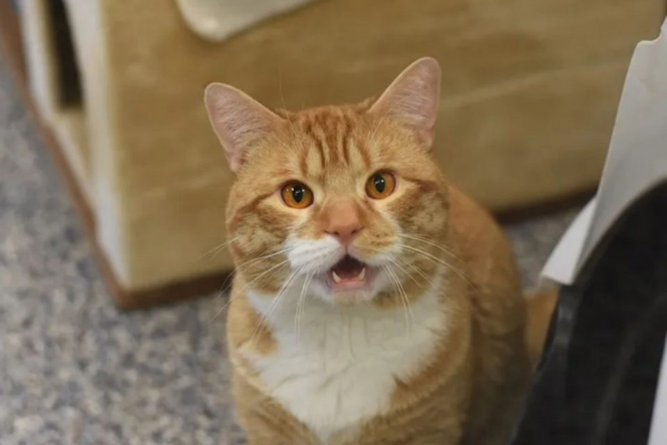 This Shelter Cat Won't Stop Waving To People Passing By