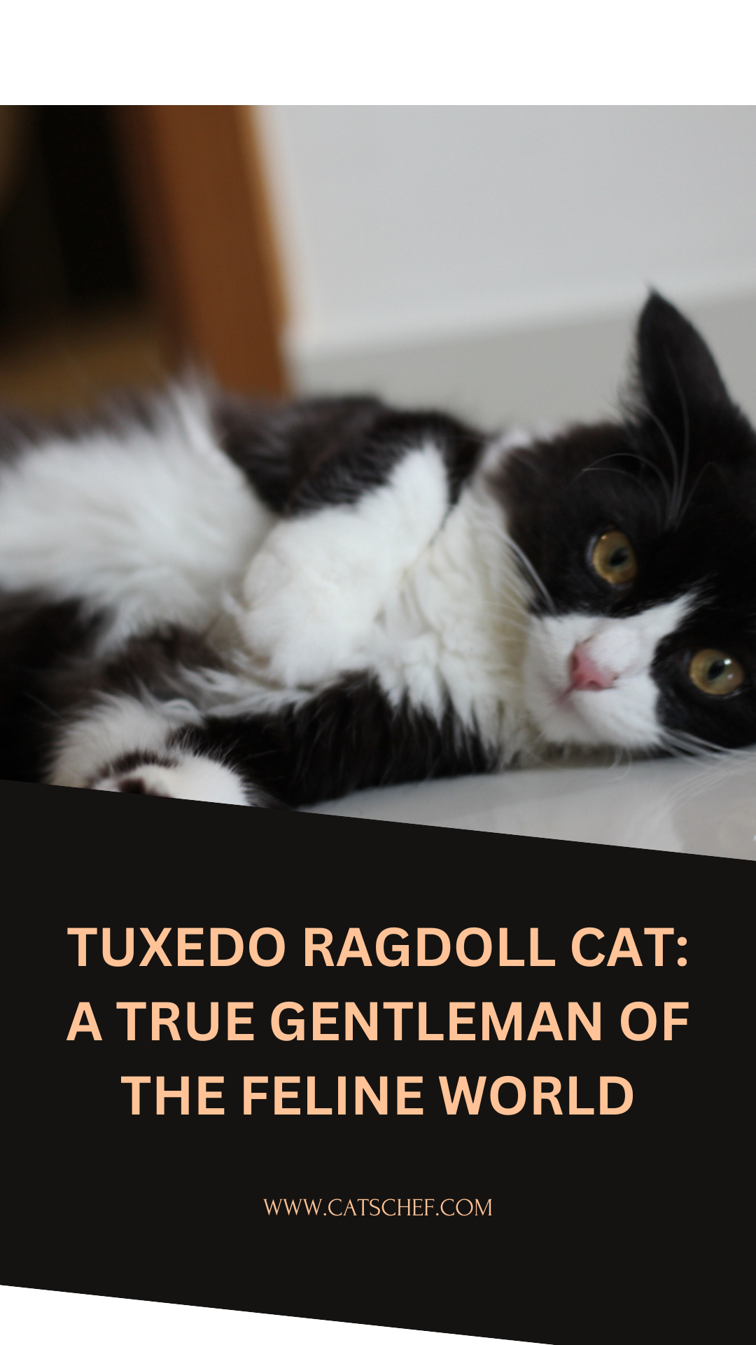Tuxedo Ragdoll Cat: A True Gentleman Of The Feline World