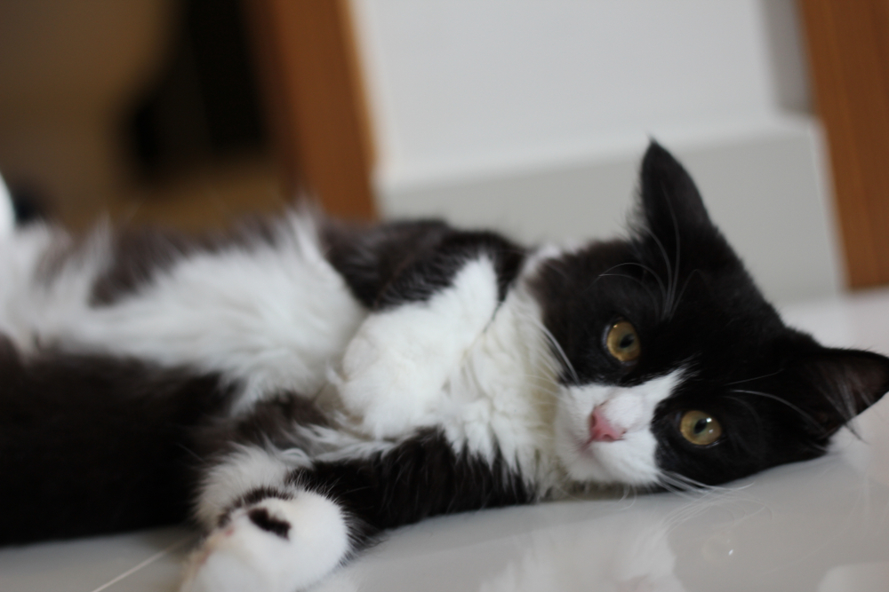 Tuxedo Ragdoll Cat A True Gentleman Of The Feline World