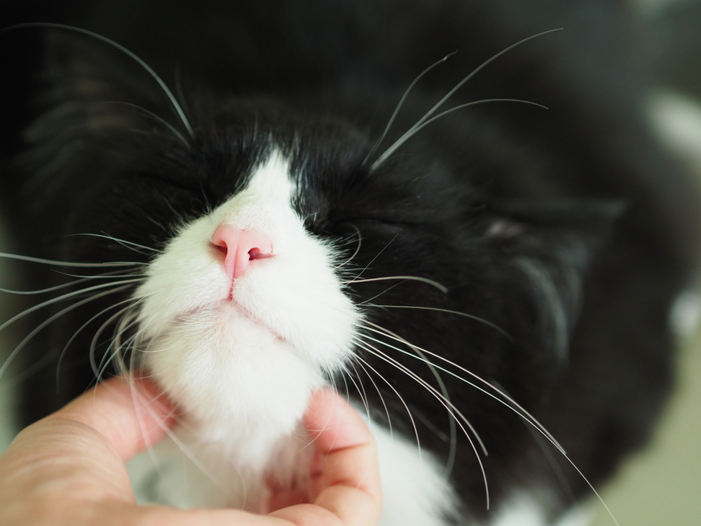 Smokin Ragdoll Kedisi Kedi Dünyasının Gerçek Bir Centilmeni