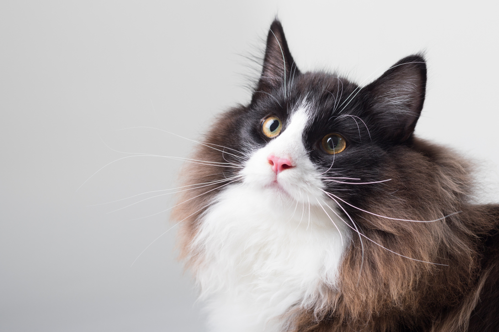 Tuxedo Ragdoll Cat A True Gentleman Of The Feline World