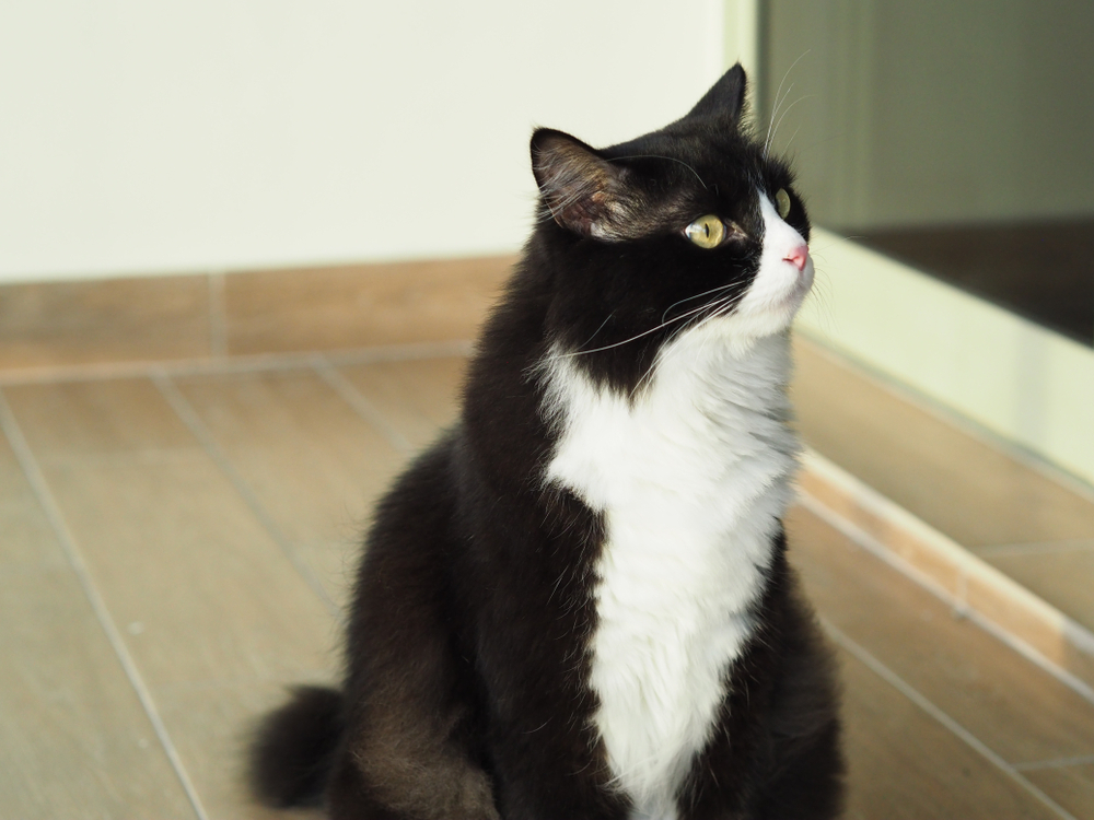 Tuxedo Ragdoll Cat A True Gentleman Of The Feline World