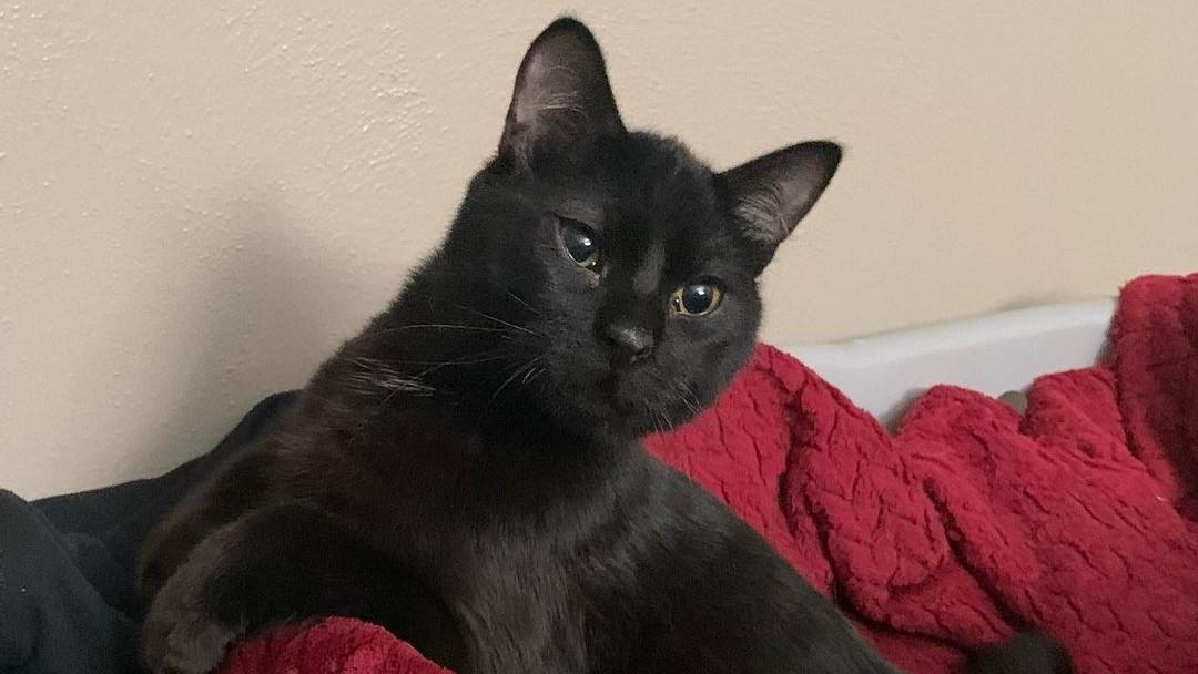 Unlucky Black Cat With A Birth Defect Finally Gets Adopted