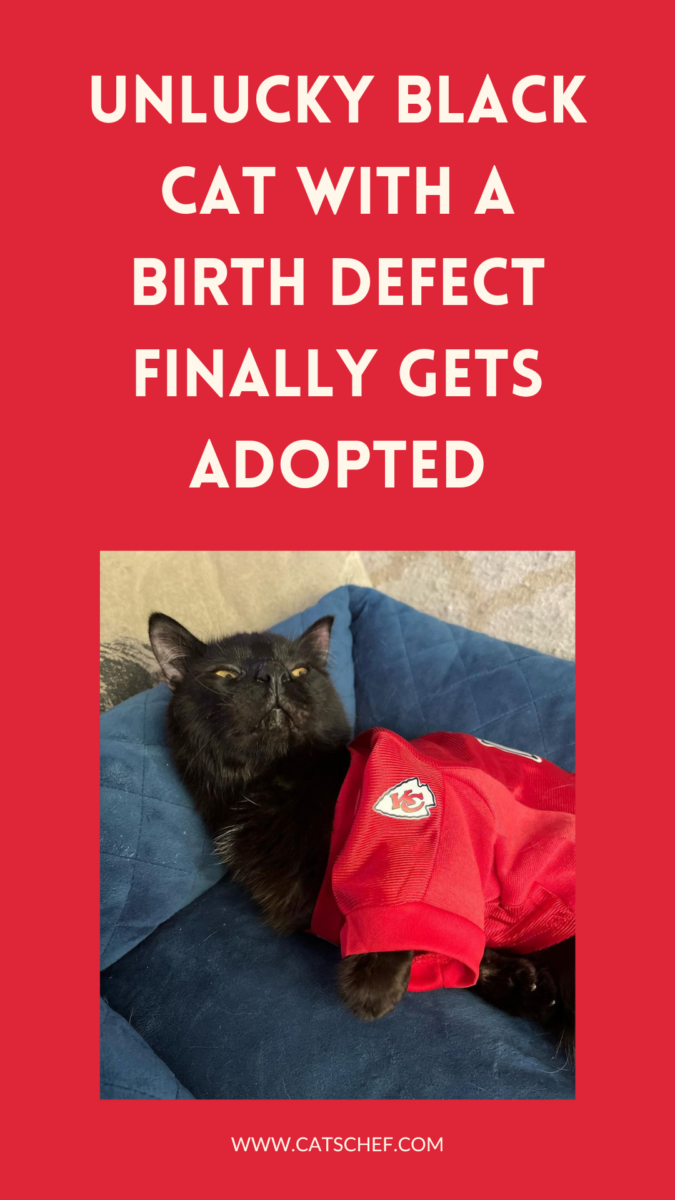 Unlucky Black Cat With A Birth Defect Finally Gets Adopted