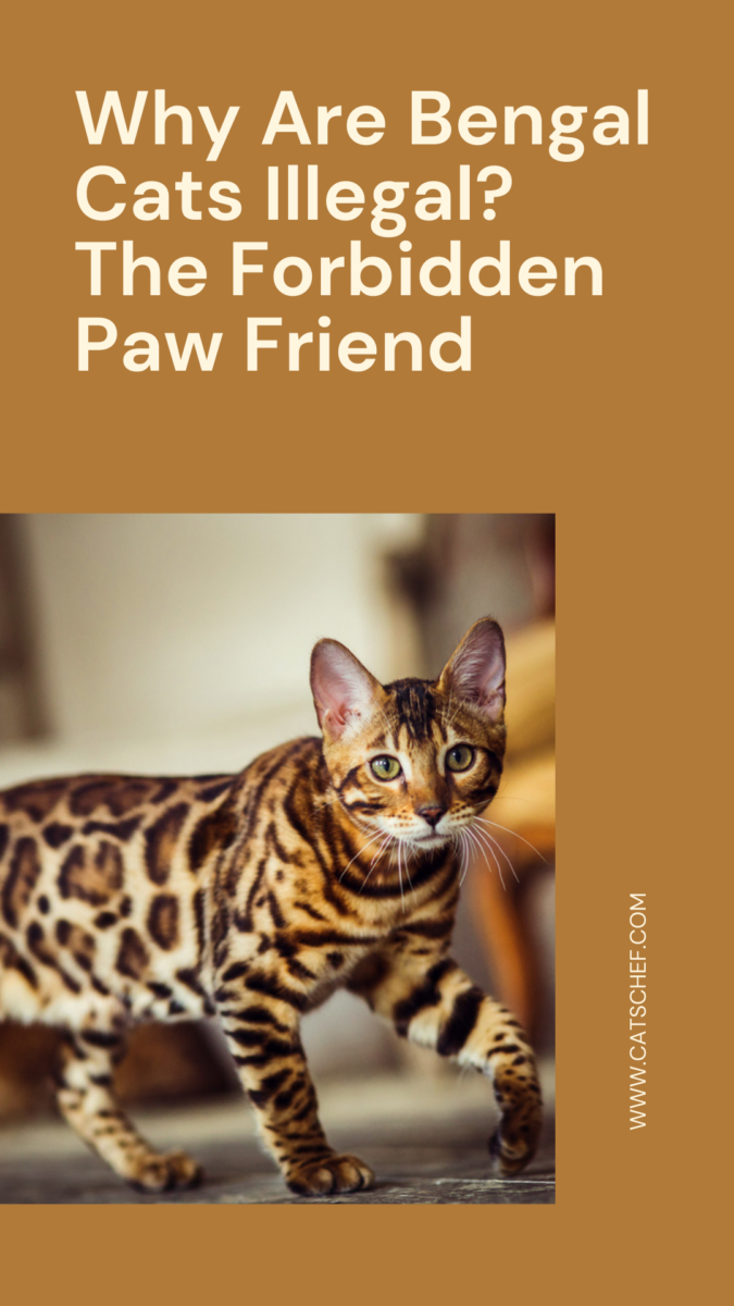 Why Are Bengal Cats Illegal? The Forbidden Paw Friend