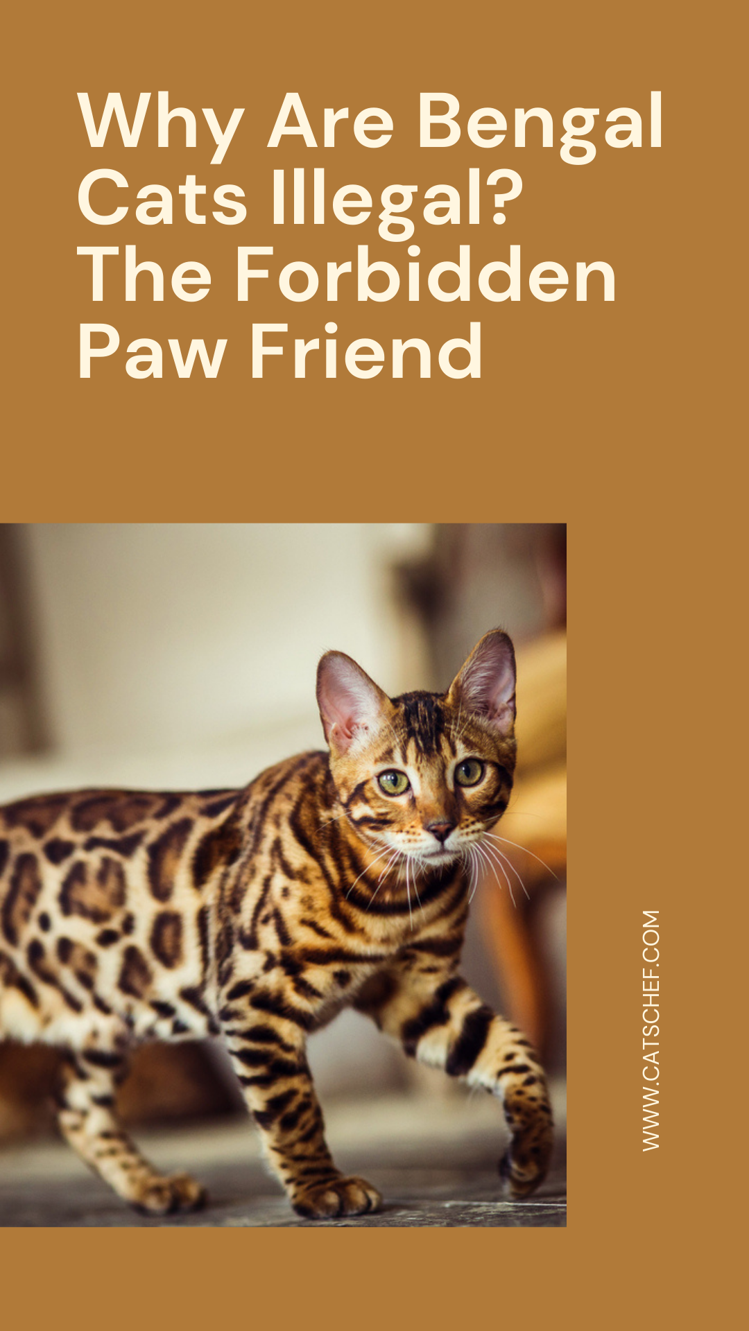 Why Are Bengal Cats Illegal? The Forbidden Paw Friend