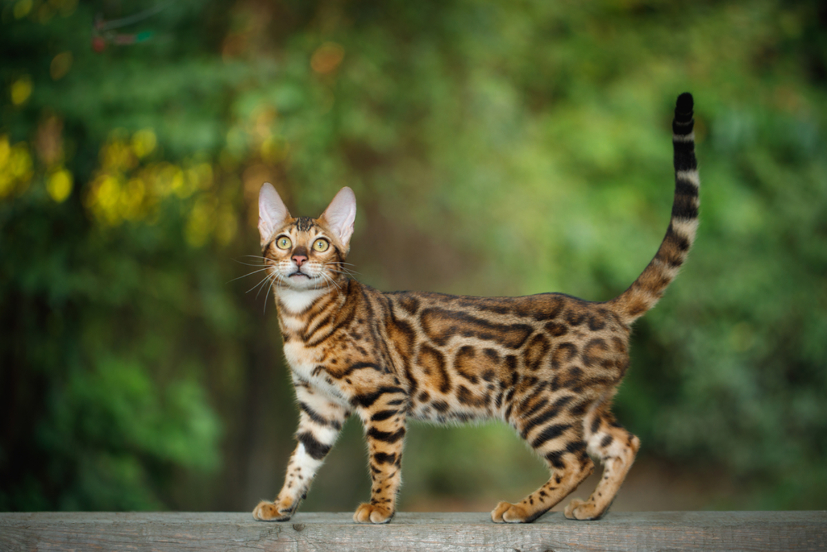 Bengal Kedileri Neden Yasadışı Yasak Pati Arkadaşı