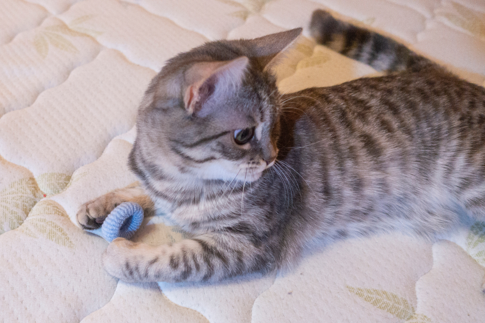 Why Do Cats Like Hair Ties? 7 Playful Reasons