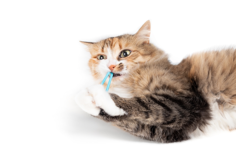 Why Do Cats Like Hair Ties? 7 Playful Reasons