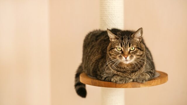 Why Does My Cat Like To Sit Up High Is She Eyeing My Every Move