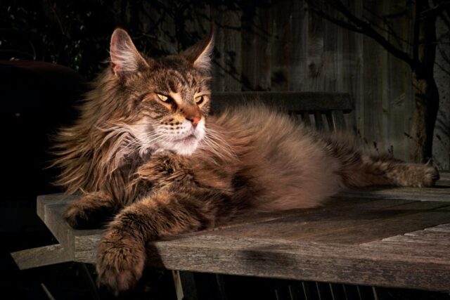 behavior problems of a maine coon cat