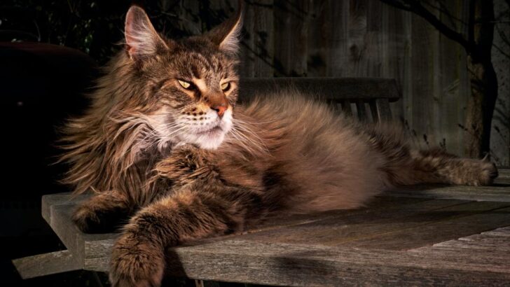 Drama Alert: 9 Behavior Problems Of A Maine Coon Cat
