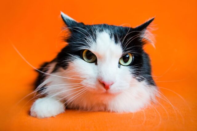can cats die from stress