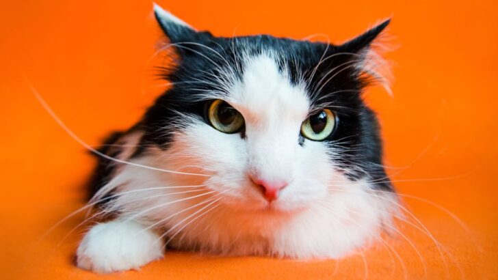 Kediler Stresten Ölebilir mi? Gerçek Sizi Şaşırtabilir!