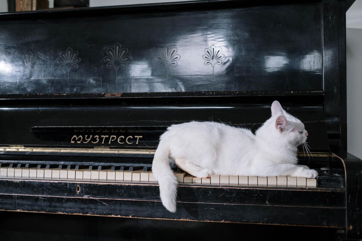 Can Music Help Cats Fall Asleep Faster? Is This The Cure You've Been