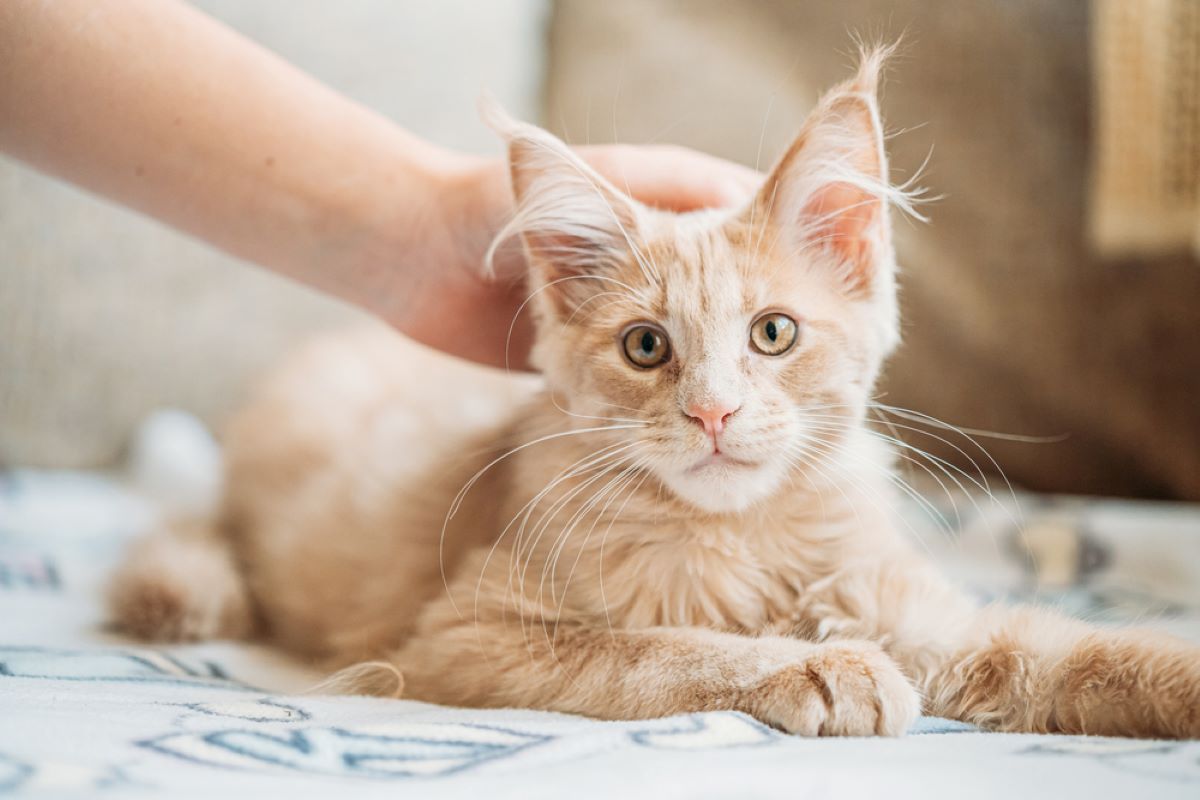 caring for a maine coon