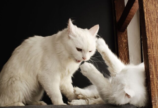 do cats fight to the death
