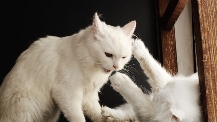 Do Cats Fight To The Death And How To Safely Stop Them?