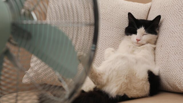 do cats like fans