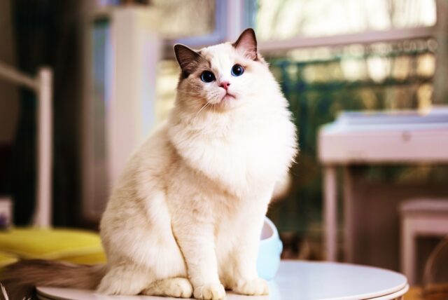 himalayan ragdoll cat