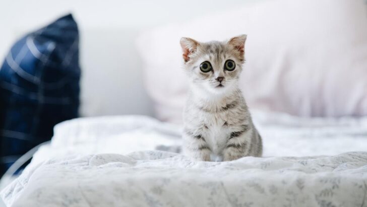 How Do Cats Say They’re Sorry? 10 Signs Your Feline Is Trying To Apologize
