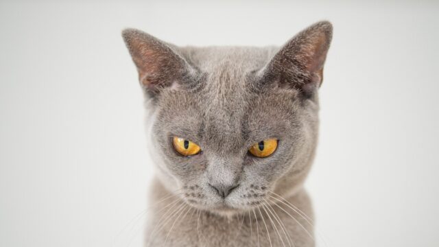 how long does a cat hold a grudge