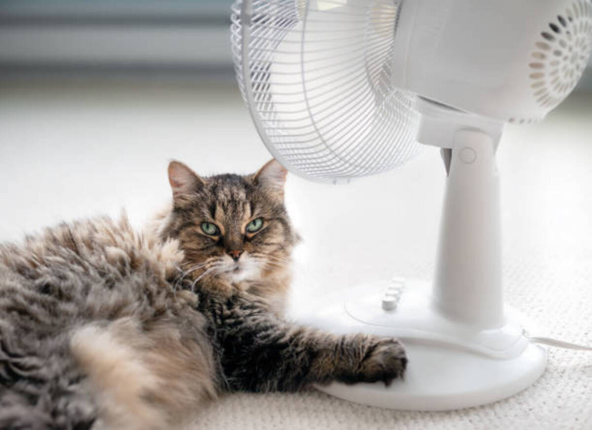 Do Cats Like Fans? The Best Ways To Keep Your Fluff Cool